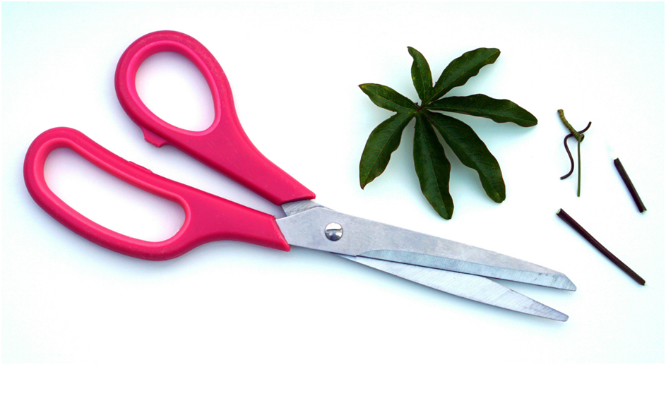 10 Tips For Maintaining Your Left-Handed Scissor